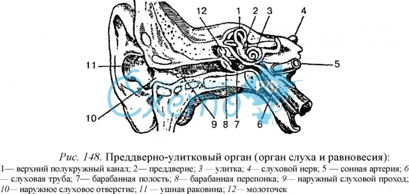 Преддверно-улитковый орган (орган слуха и равновесия)