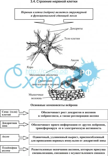 Строение нервной клетки (сома, аксон, телодендрин)