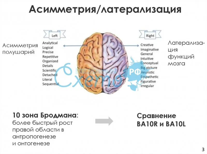 Латерализация функций головного мозга