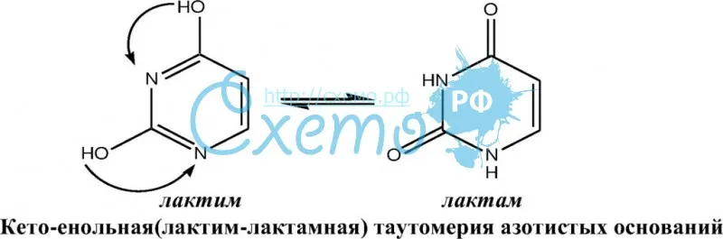 Кето-енольная(лактим-лактамная) таутомерия азотистых оснований